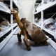 The 1906 Fernandina Island tortoise specimen.